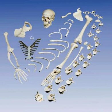 Esqueleto Completo, desarticulado, con cráneo de 3 piezas  A05/1