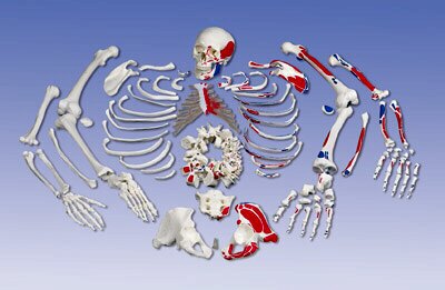Esqueleto con descripción de musculos, desarticulado  A05/2
