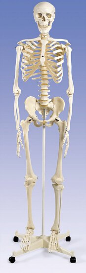 Esqueleto estándar Stan, sobre soporte rotatorio, 4 patas  A10