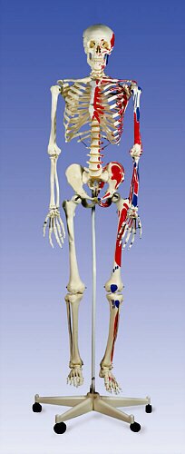 Esqueleto con músculos Max, soporte rotatorio, 5 patas  A11