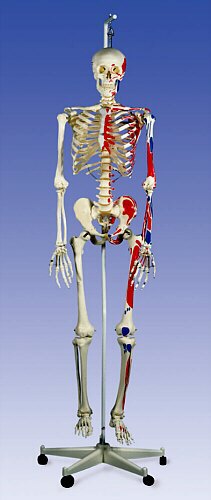 Esqueleto con músculos Max, con soporte para colgar  A11/1