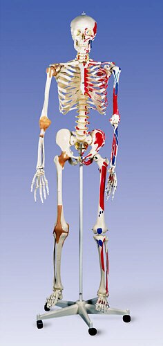 Superesqueleto Sam, sobre un soporte rotatorio, 5 patas  A13