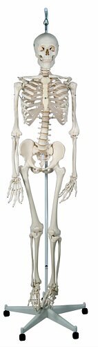 Esqueleto fisiológico, sobre soporte rotatorio , 5 patas  A15/3