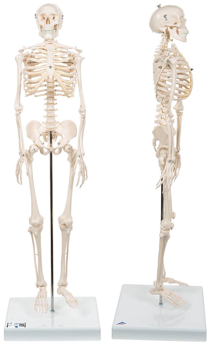 Esqueleto Miniatura Shorty (80cm) c/soporte A18