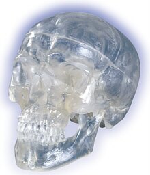 Cráneo Clásico transparente, 3 partes  A20/T