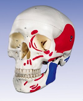 Cráneo para estudiar anatomía, pintado, divisible en 3 partes A23