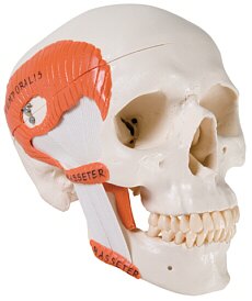 Cráneo funcional para estudiar odontología,con musculatura para la masticación, 2 partes A24