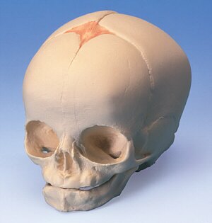 Cráneo de feto  A25