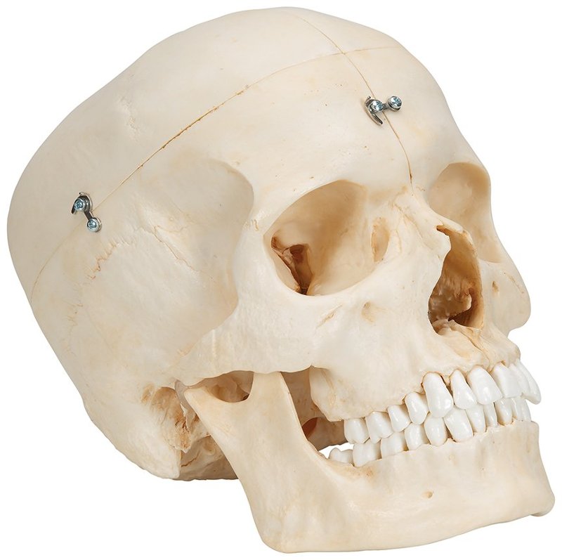 Cráneo para estudiar anatomía y odontología, con textura y densidad muy realistas, divisible en  6 partes A281