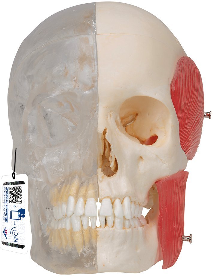 Cráneo para estudiar anatomía y odontología, combinado transparente/huesos, divisible en 8 partes A282