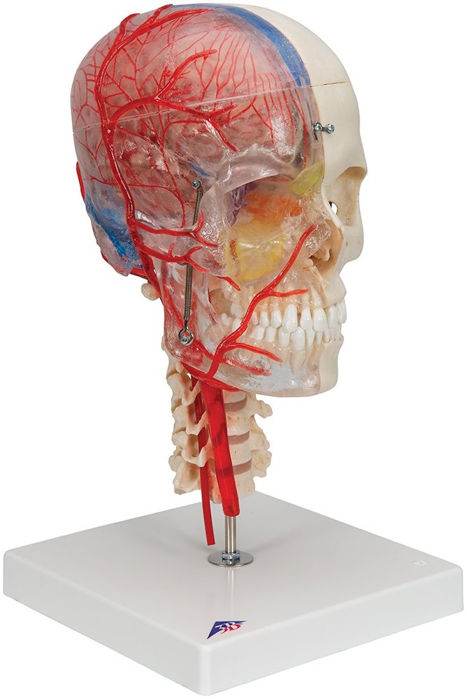 Cráneo didáctico de lujo, para estudios de anatomía, odontología, cabeza y cuello, etc, divisible en 7 partes A283