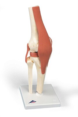 Modelo funcional de la articulación de la rodilla de lujo  A82/1