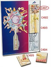 Placa magnética: Cuerpo Celular Neuronal C40/1