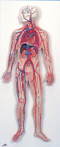 Sistema circulatorio humano  G30
