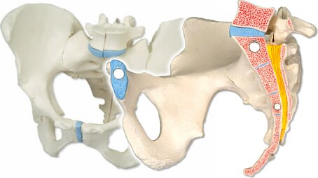 Modelo óseo de la pelvis femenina, 3 partes H20/1