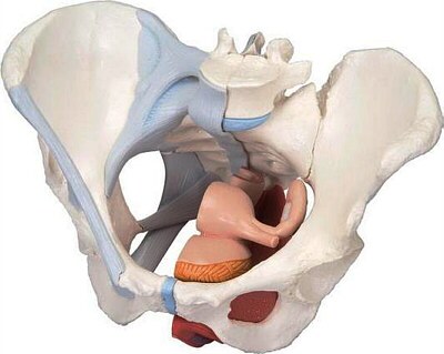 Pelvis femenia con ligamento, sección medio sagital a través de los músculos del piso pélvico, 4 partes H20/3
