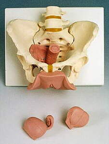 Esqueleto de la pelvis con órganos genitales, femeninos, en 3 piezas  L31