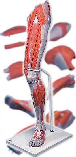 Músculos de la pierna de lujo, 7 partes  M21