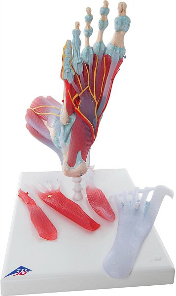 Maqueta de pie humano: esqueleto, ligamentos y músculos M34/1
