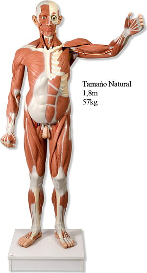 Figura muscular masculina de tamaño natural, desmontable en 37 piezas  VA01