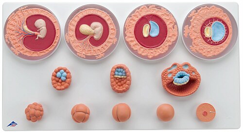 Maqueta con 12 etapas del desarrollo embrional humano VG391