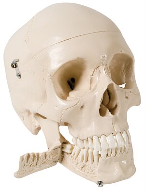 Cráneo para estudiar odontología,  con dientes para hacer extracciones, 4 partes W10532