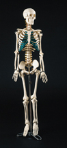 Esqueleto de mesa  W33000