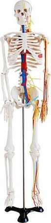 Modelo de esqueleto humano, escala 1/2, c/representación de corazón, grandes vasos y nervios periféricos XC-102B