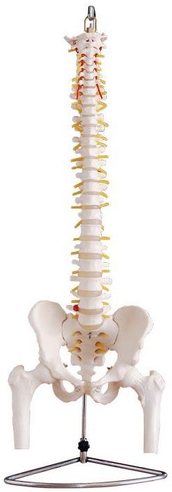 Columna vertebral articulada para prácticas de fisioterapia, kinesiología y demos, flexible, c/cabeza de fémur y soporte XC-126