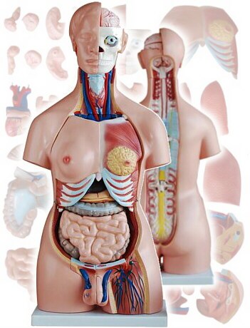 Torso humano de tamaño real (85 cm), desarmable en 40 piezas, con genitales de ambos sexos y modelo de útero con feto XC-208