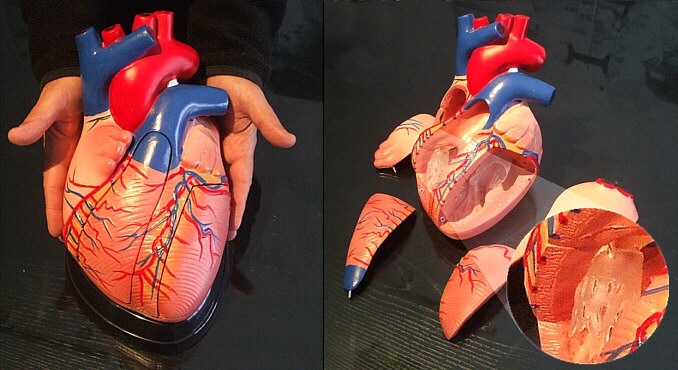 Modelo de corazón, escala 3 a 1, divisible en 5 partes XC-307D