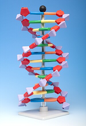 Modelo de ADN compacto, 12 capas AMDNA-060-12