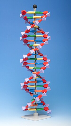 Modelo de ADN compacto, 22 capas AMDNA-060-22