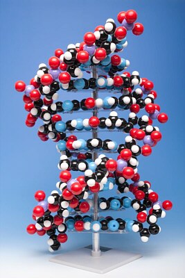 Modelo de ADN con stand MKS-122-10