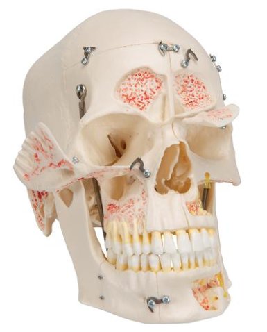 Cráneo de demostracion de lujo, para estudiar anatomía y odontología, divisible en 10 partes A27