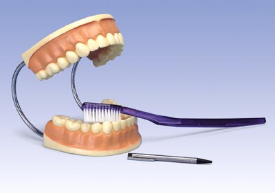 Modelo de cuidado dental, 3 veces su tamaño natural  D16