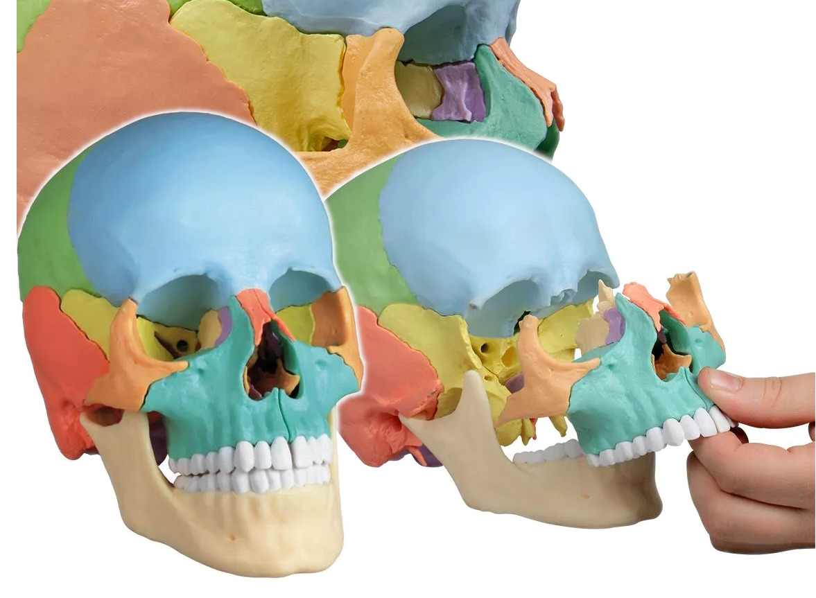 Modelo dicáctico de cráneo humano, coloreado y dividido en 22 partes EZ 4708