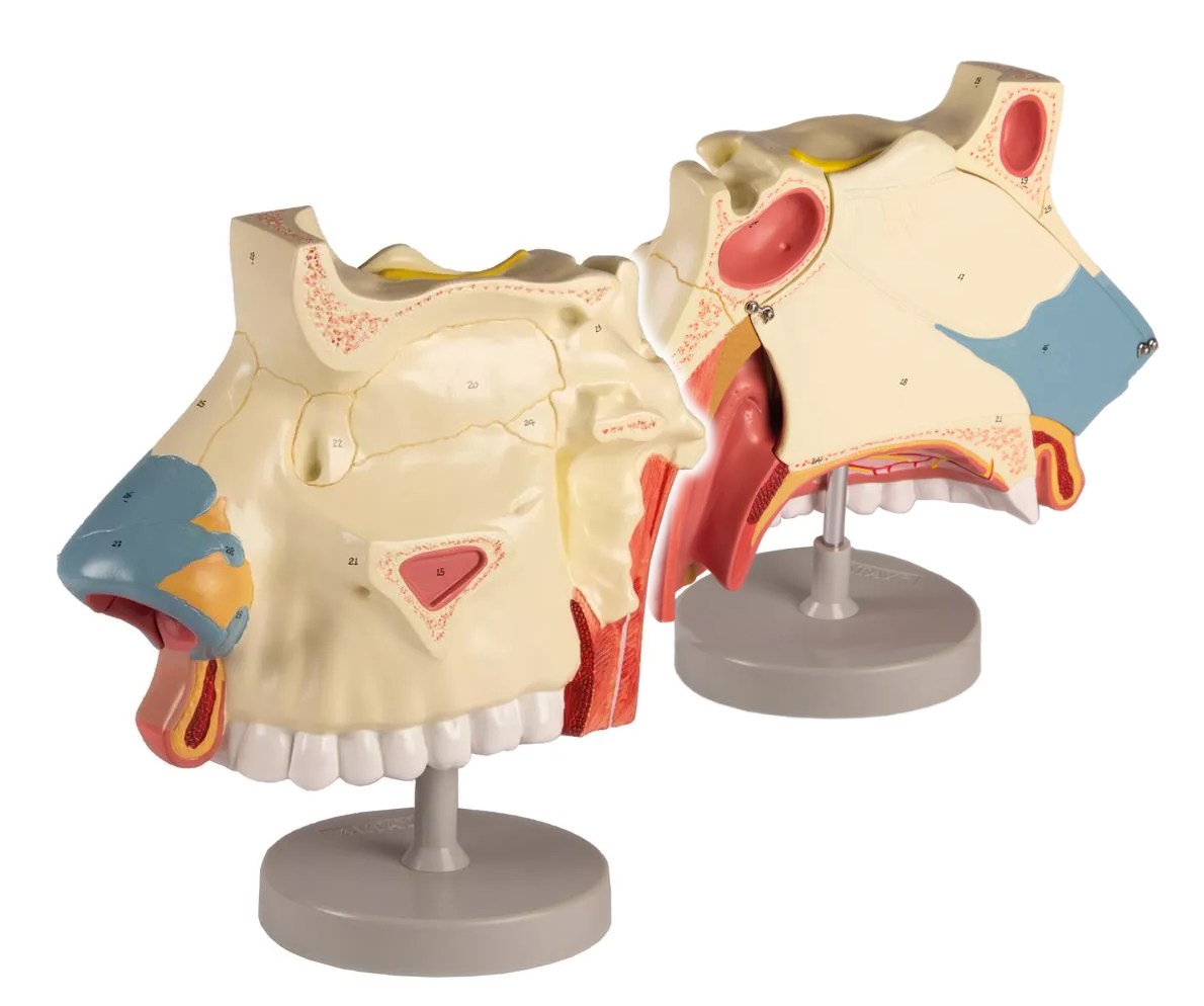 Modelo de cavidad nasal divisible en 3 partes, escala 3 a 1 EZ C182