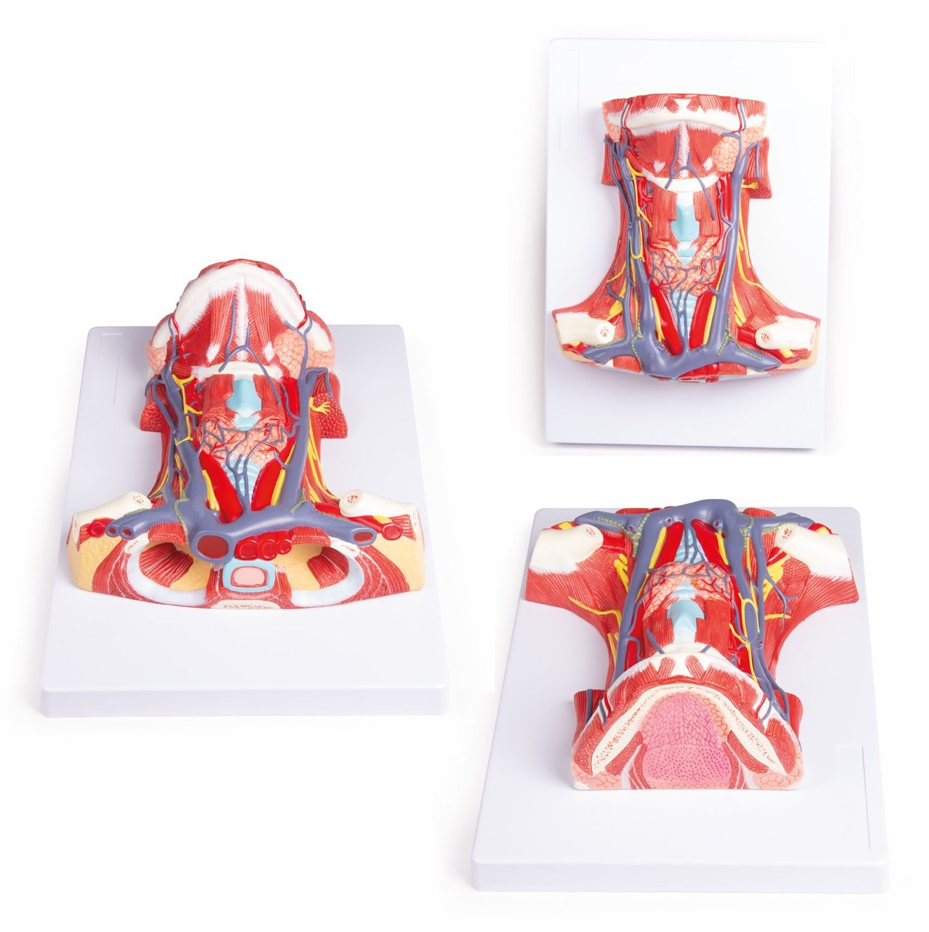 Modelo a tamaño real de la anatomía del Cuello EZ C329