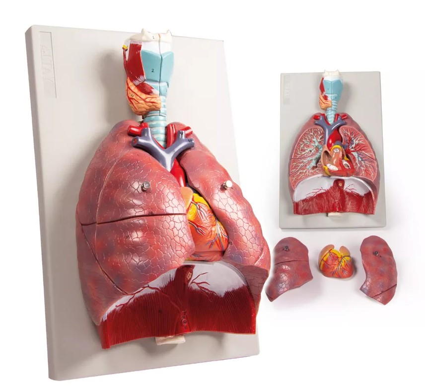 Modelo de pulmones, corazón y faringe. 7 partes EZ G115