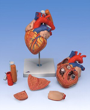 Corazón con esófago y tráquea, 2 veces su tamaño natural, de 5 piezas  G13