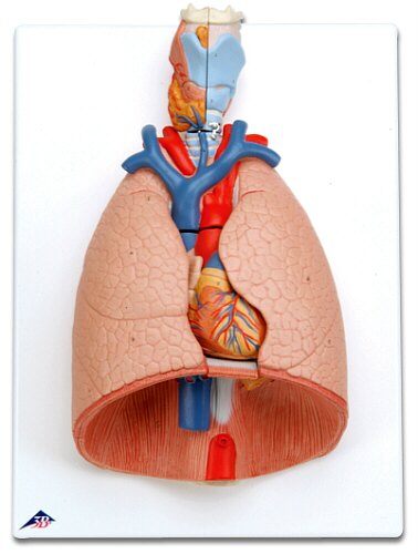Modelo del pulmón, 7 piezas  G15