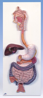 El sistema digestivo, de 3 piezas  K21