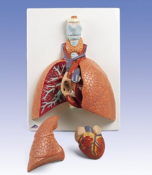 Modelo del pulmón, 5 piezas  VC243