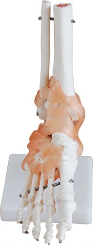 Modelo funcional del tobillo con ligamentos y huesos del pie XC-113A
