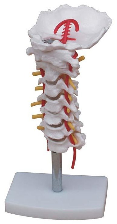 Modelo funcional de la columna cervical, con nervios y arterias XC-133